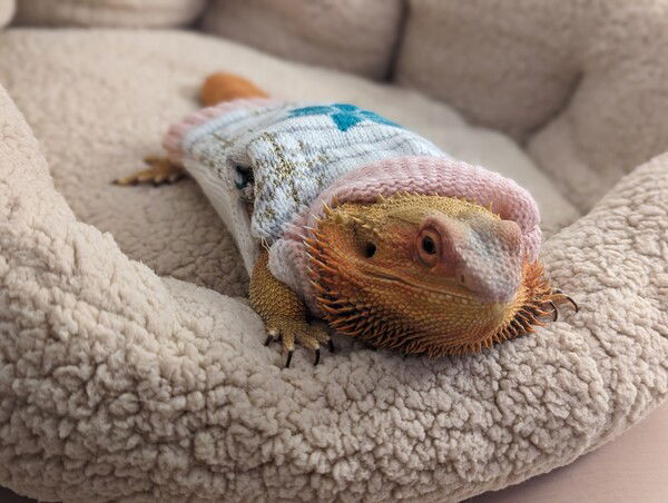 Here's Ximena, our bearded dragon wearing a cute sweater.