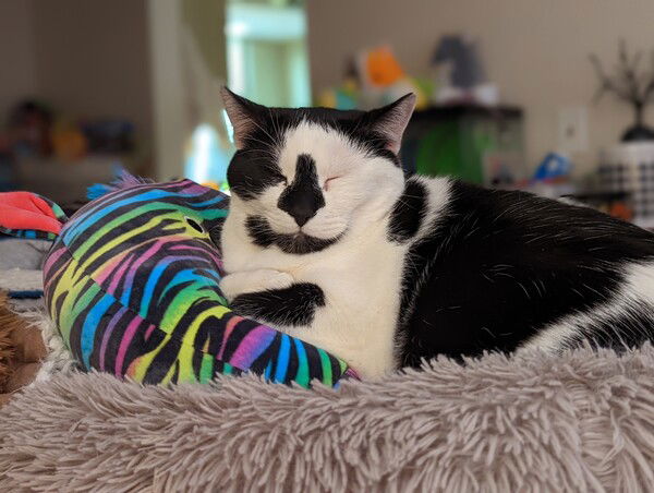 Parker is enjoying himself on top of a Squishmallow. He looks so handsome!