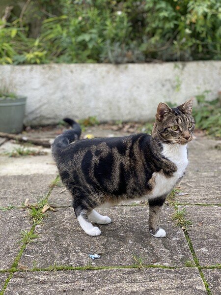 A three legged cat