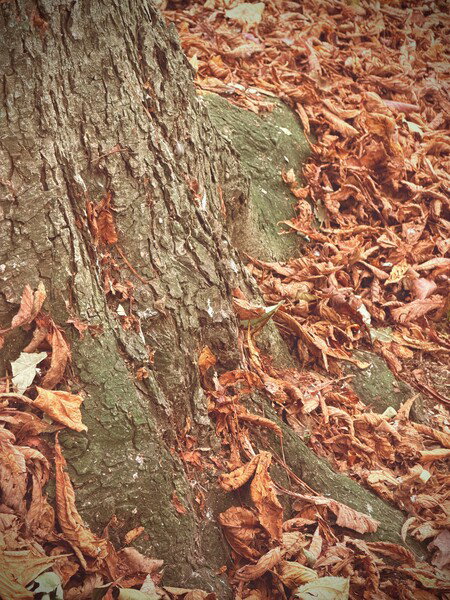 🍂