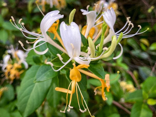 Snap #3: Honeysuckle—Several large patches of honeysuckle grow around our neighborhood. I love the way they smell.