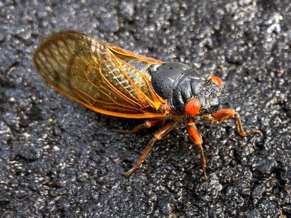 Snap #4: Cicadas - I saw dozens of cicadas on the road while walking this morning. They are fascinating little creatures.
