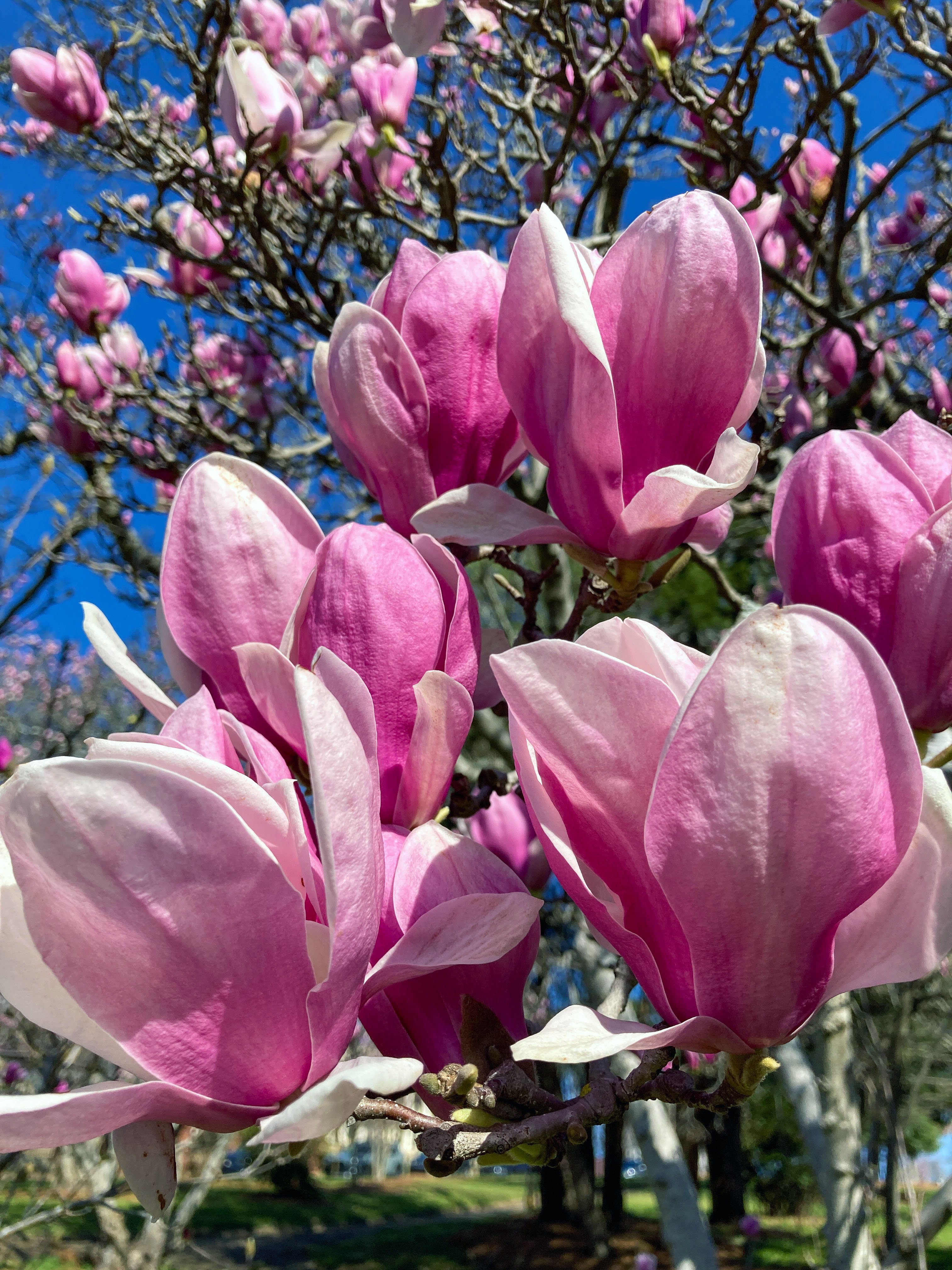 Daily Snap #7: Saucer Magnolia - Large blooms on saucer magnolia (tulip magnolia) tree in Coleman Hill Park. It's one of the most popular flowering trees in the United States.