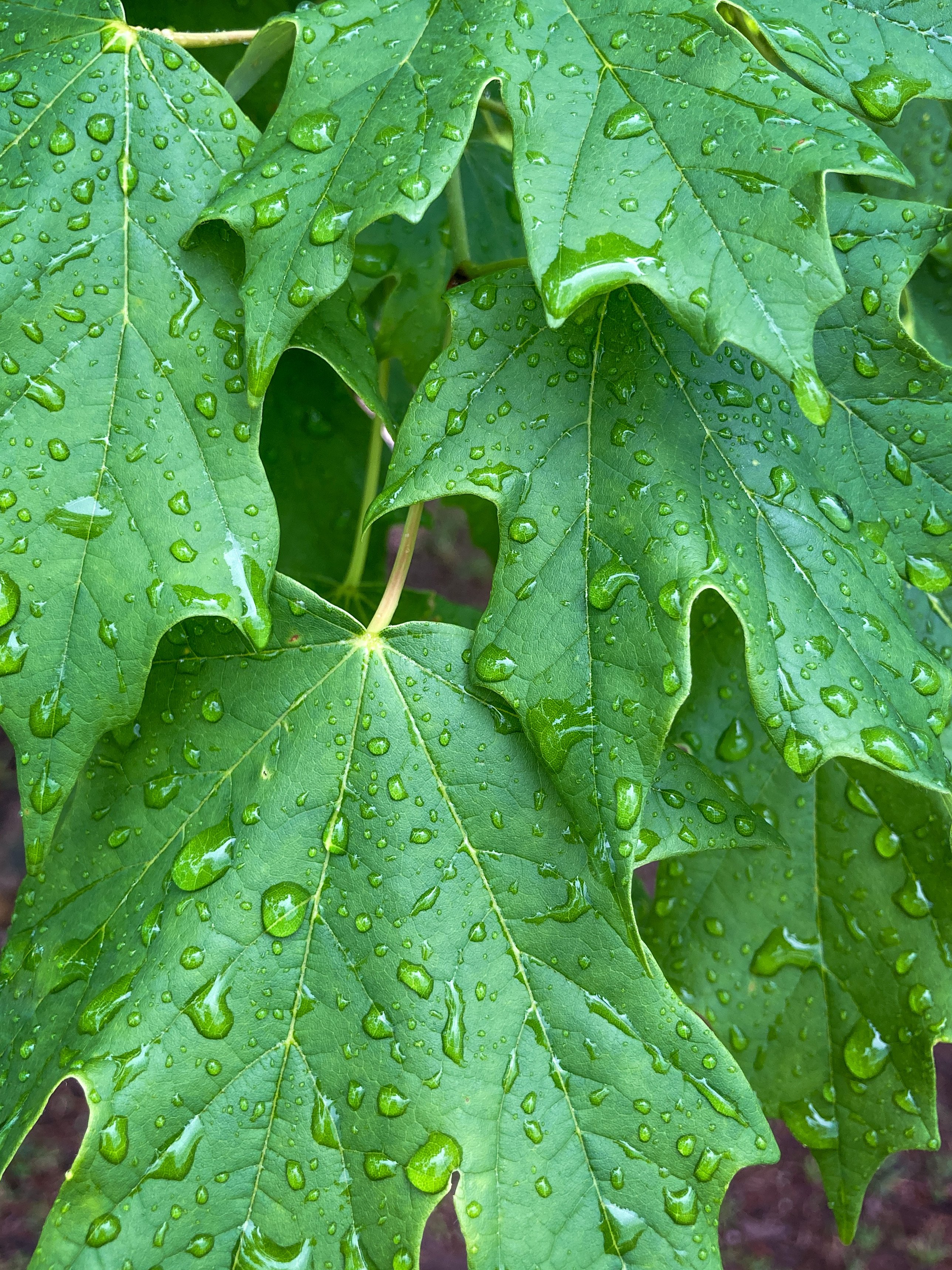 Daily Snap #9: Raindrops - Closeup of rain droplets covering green maple leaves.