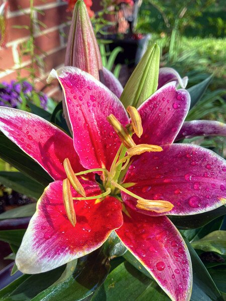 Snap #11: Colorful lily in full bloom with raindrops covering its petals.﻿