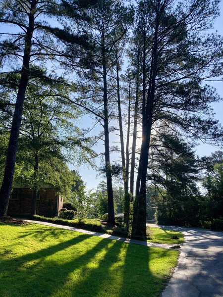 Snap #16: Early morning sun shining through a group of tall pine trees, casting long shadows across the green grass.