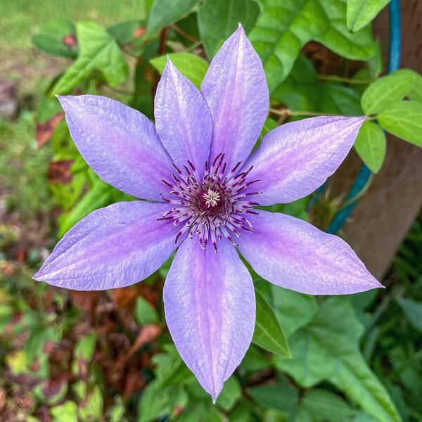 Snap #17: Purple bloom on clematis vine growing around our mailbox.
