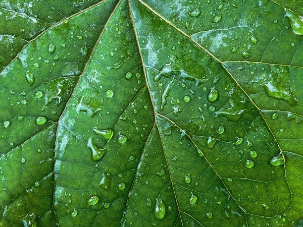 Snap #18: Detailed closeup of rainwater on the surface of green leaf.