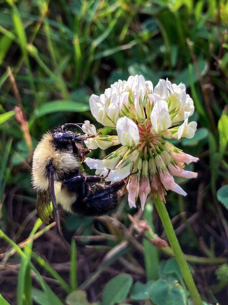 Snap #20: A bumblebee gathering nectar from a clover flower.﻿
