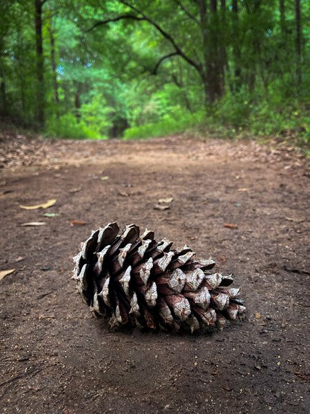 I found this lonely pine cone on the trail while hiking yesterday.