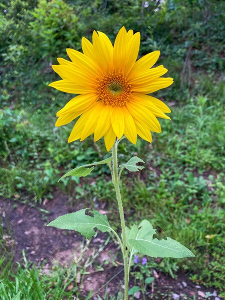 A bright yellow flower growing in a drainage ditch. You find beauty in unexpected places.