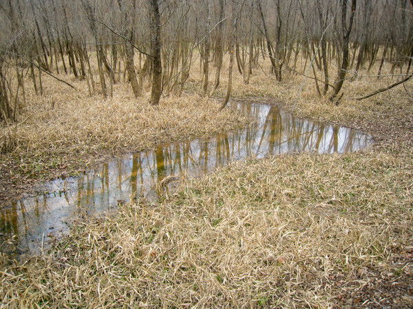 A small stream winds through a grassy marsh next to the trail.