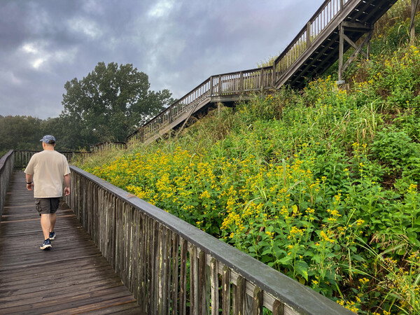 Bright yellow flowers growing along a walkway at Ocmulgee Mounds National Historical Park. Hiked 5 miles today exploring the trails.

