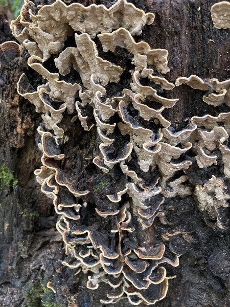 Spotted this lichen growing on an old tree stump while out on a hike this morning.