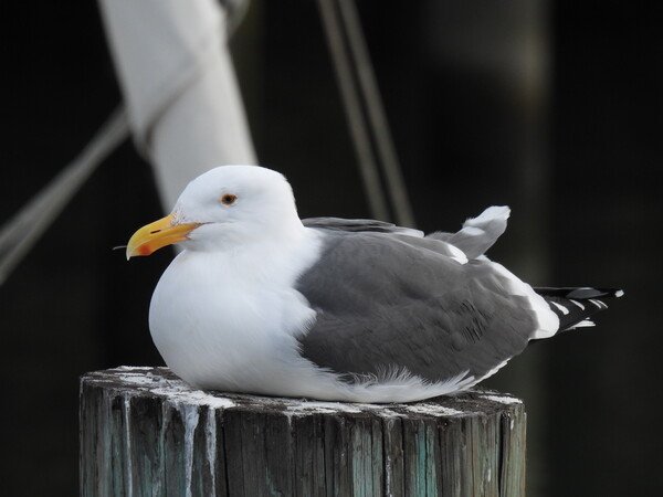 Seagull sitting on dock piling