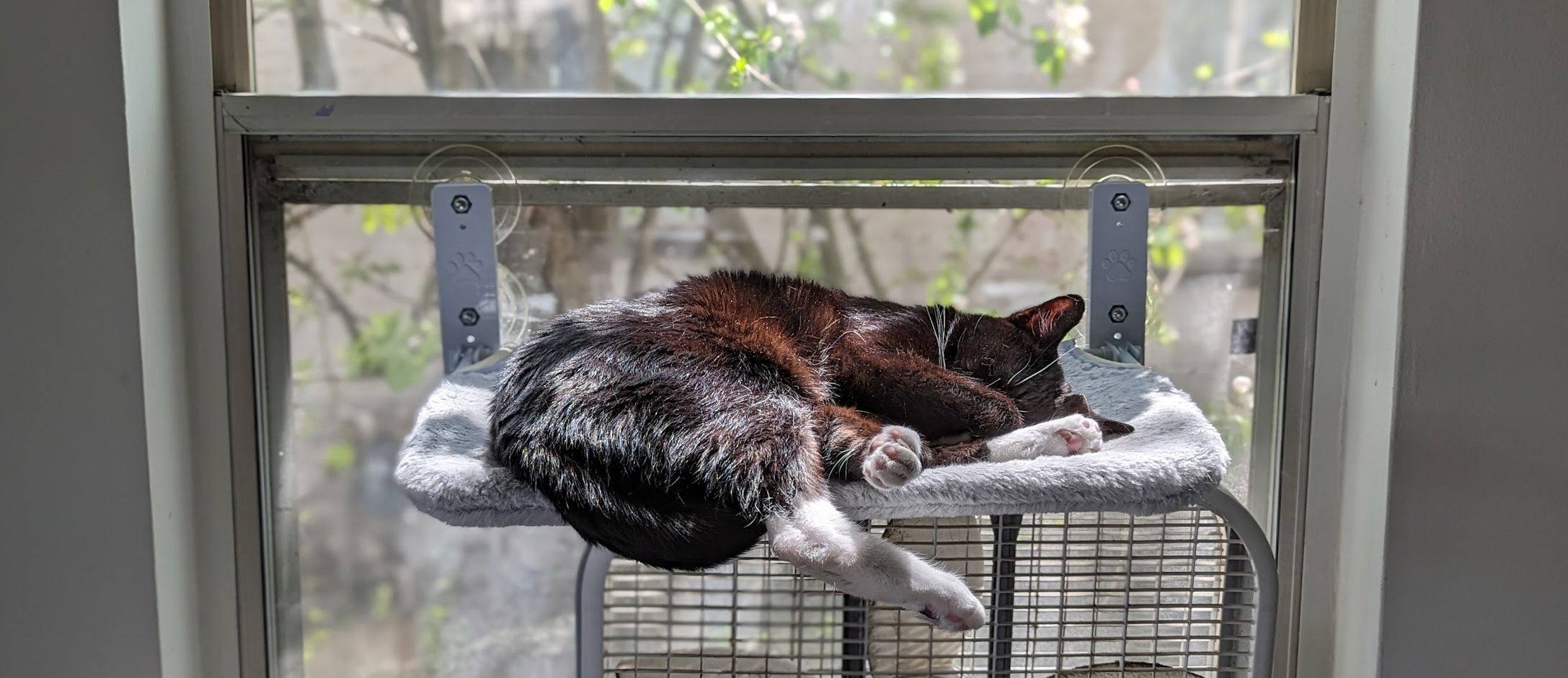 Tuxedo cat snoozing on a cat bed suction cupped to a bright window. 