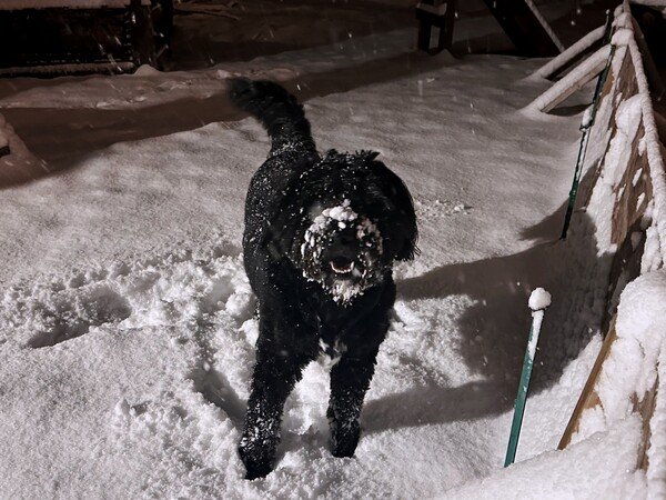 A black dog with snow on its face and body is standing in a snowy background.