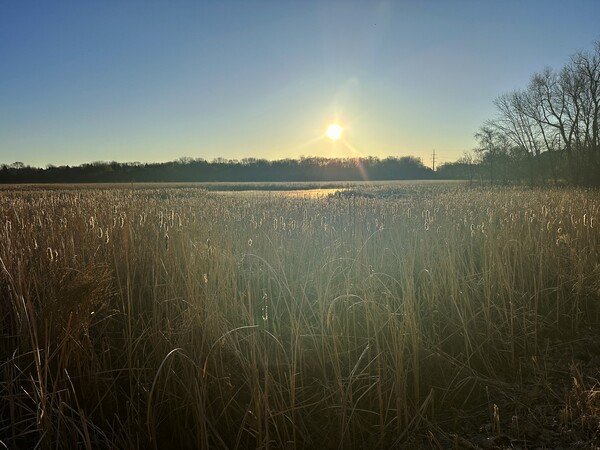 A golden sunrise illuminates a marsh of tall, dry reeds against a backdrop of trees and clear sky