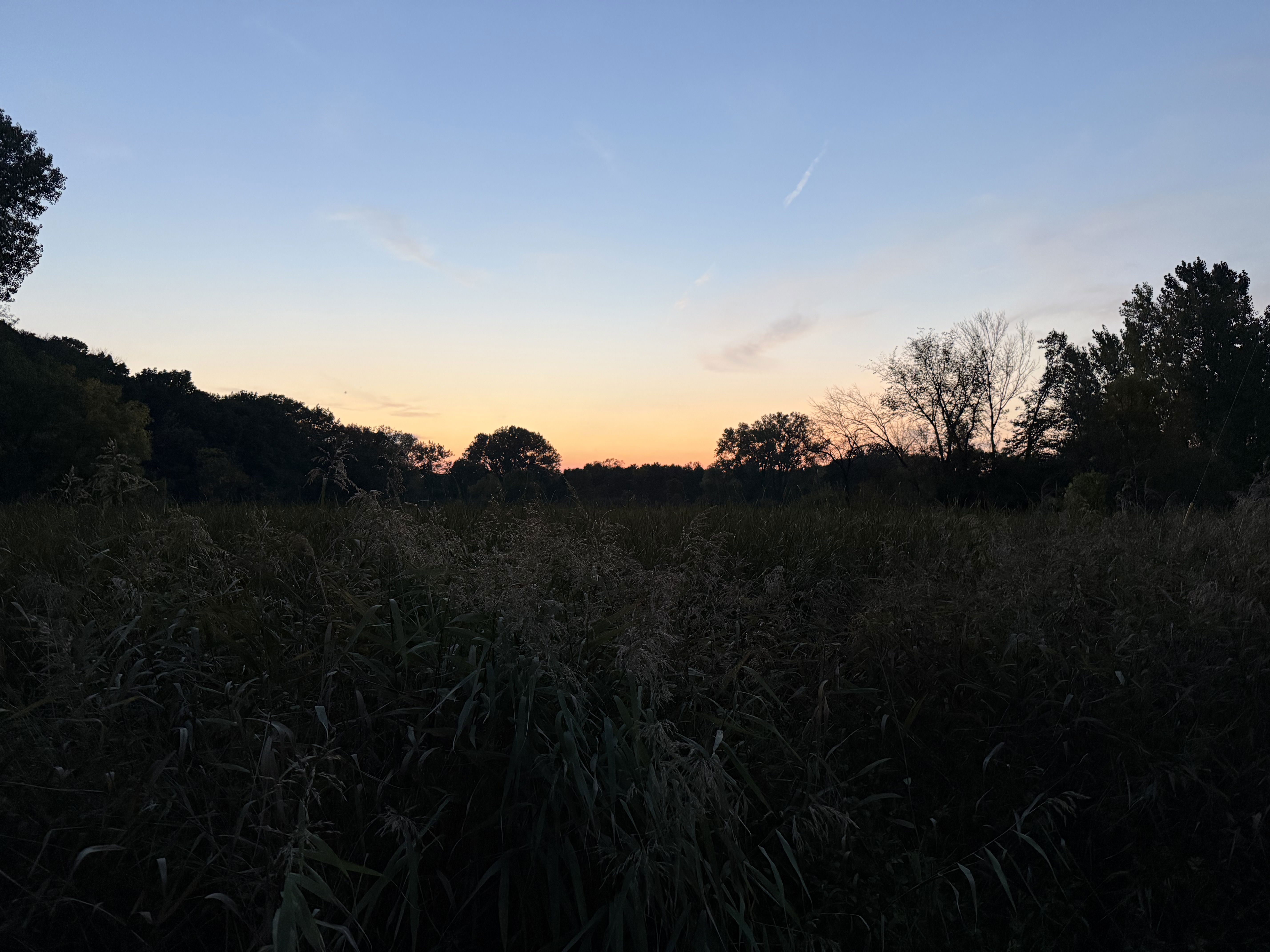 A peaceful landscape at sunset, featuring a horizon of trees silhouetted against a gradient of orange and blue sky. Tall grasses are visible in the foreground, creating a serene natural scene.