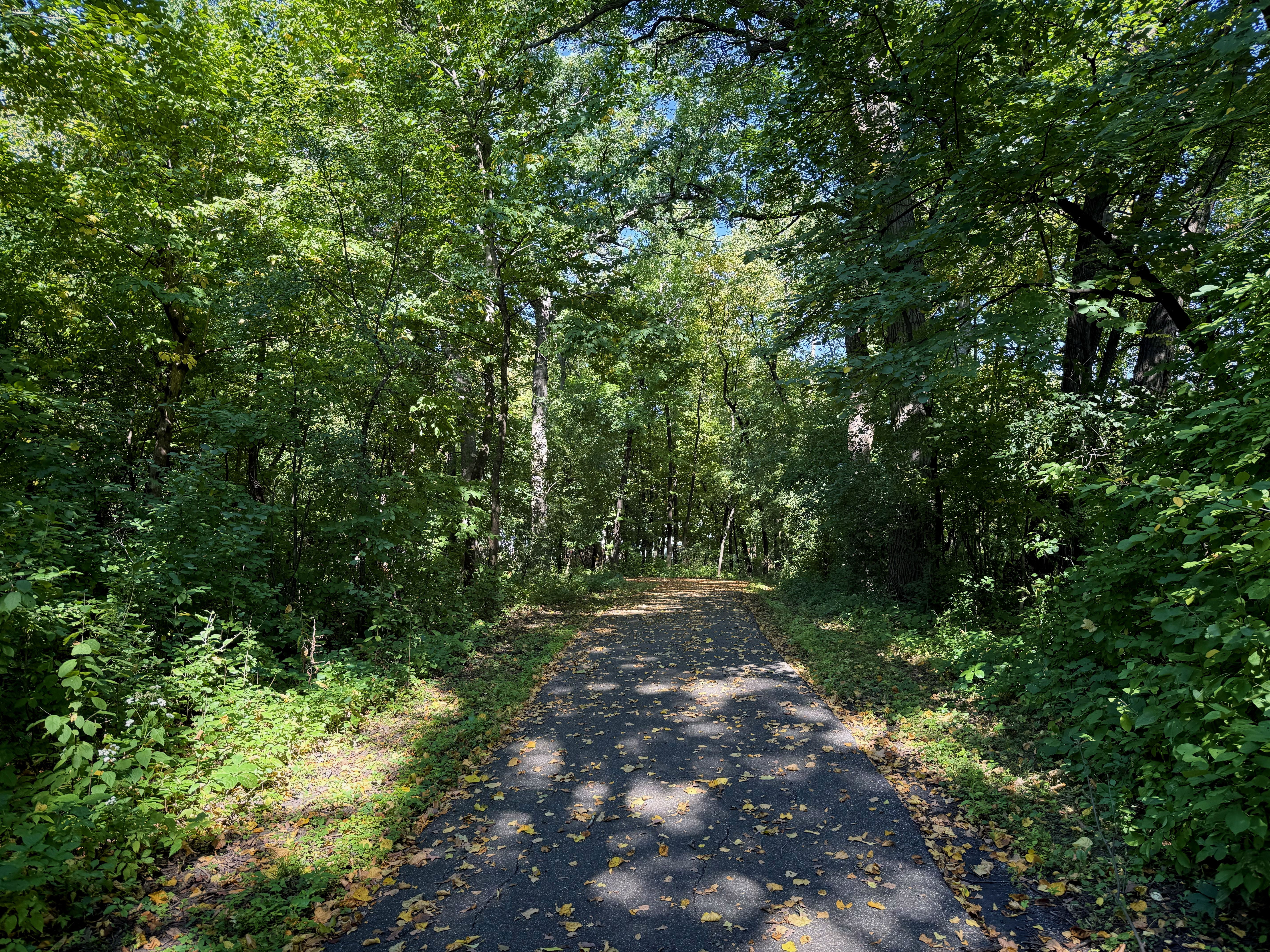 A peaceful trail lined with lush green trees and plants, with a paved path gently curving through it, scattered with fallen leaves.