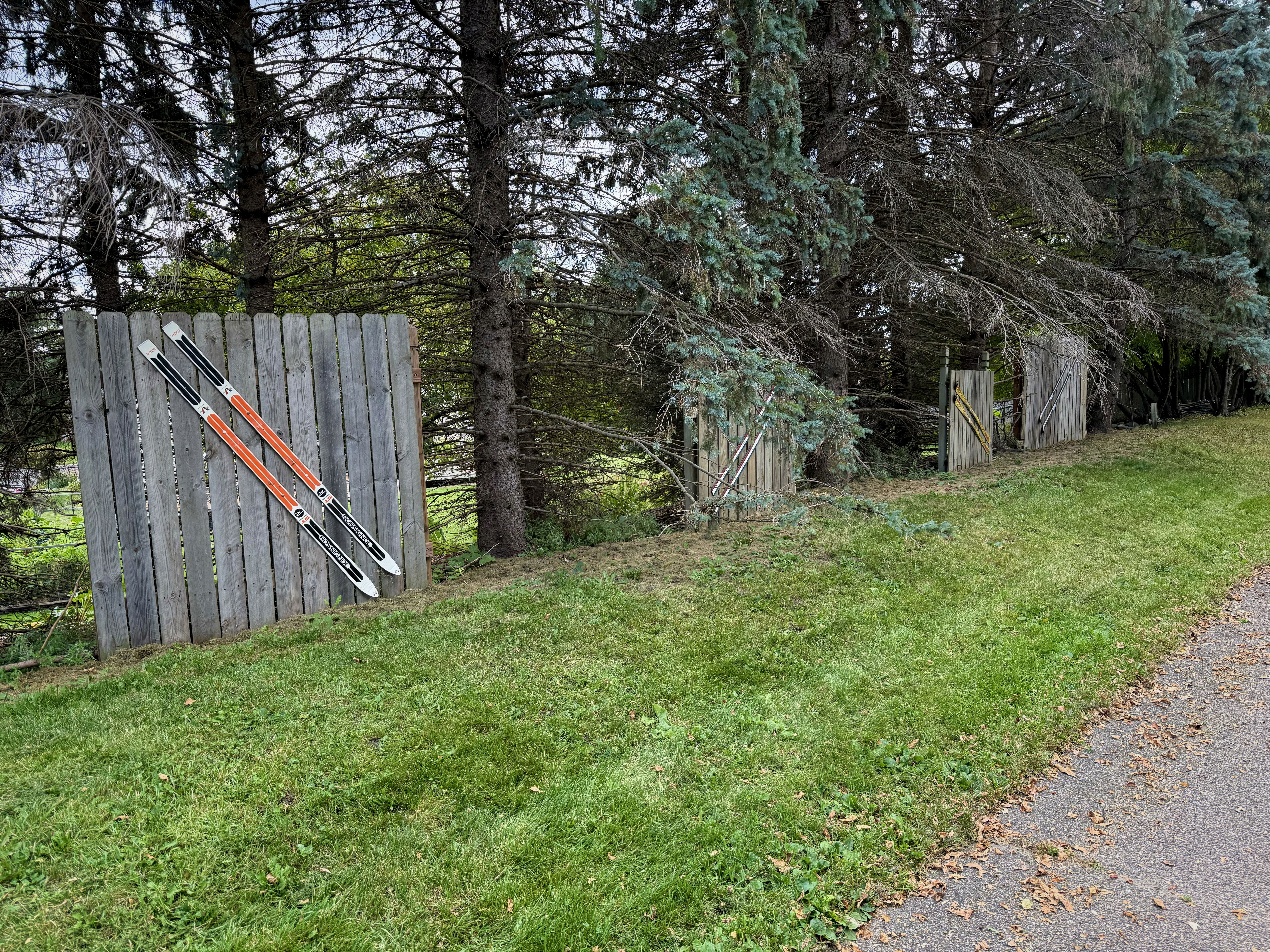 Two pairs of skis lean against a wooden fence surrounded by tall evergreen trees and a grassy area. There are wooden gates with colorful stripes in the background.