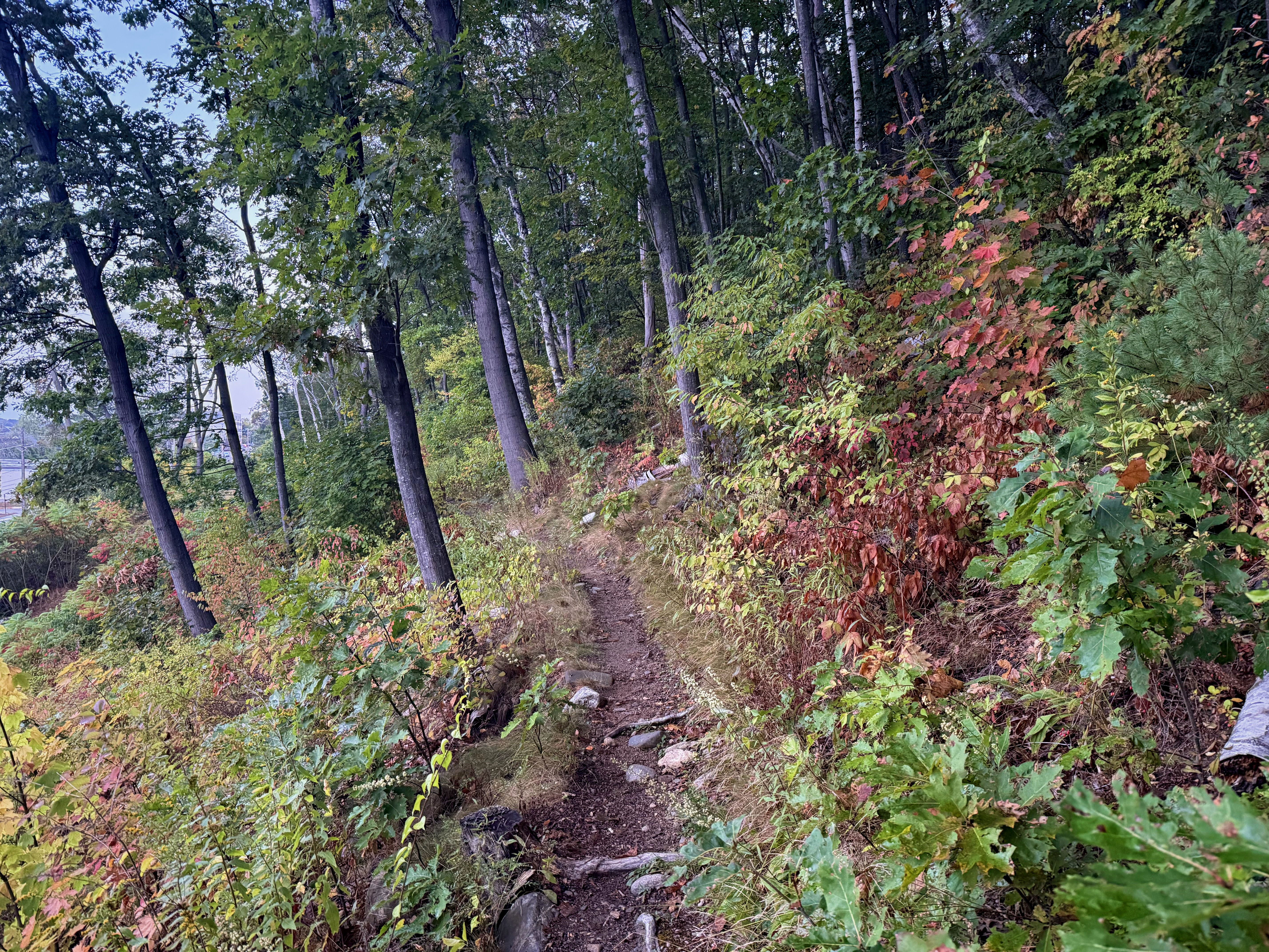A narrow dirt path winds through a colorful forest, lined with trees and vibrant foliage in shades of green, red, and orange.