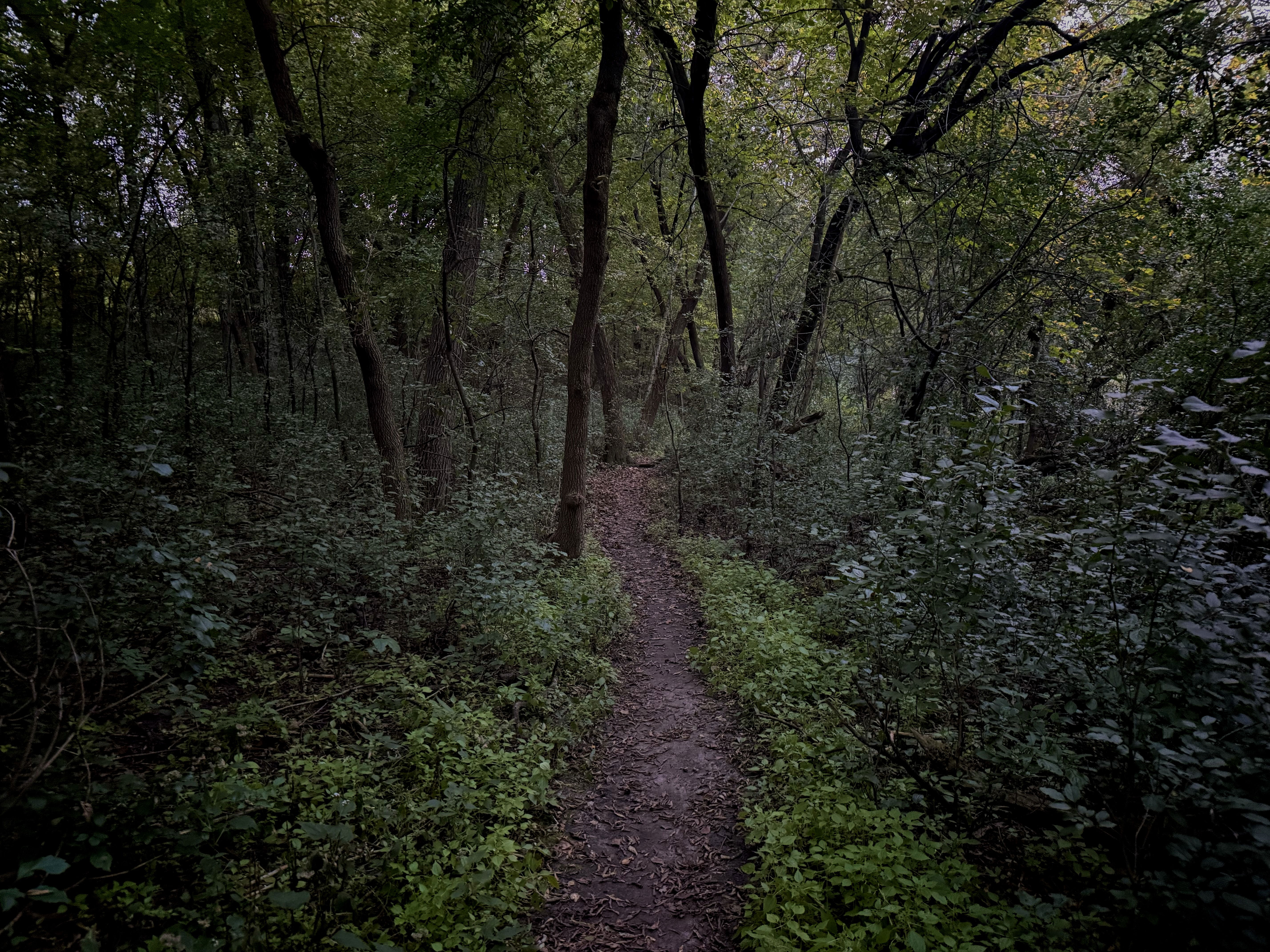 A narrow, winding dirt path through a dense forest, surrounded by tall trees and lush green undergrowth. The scene appears dimly lit, suggesting a tranquil, secluded atmosphere.