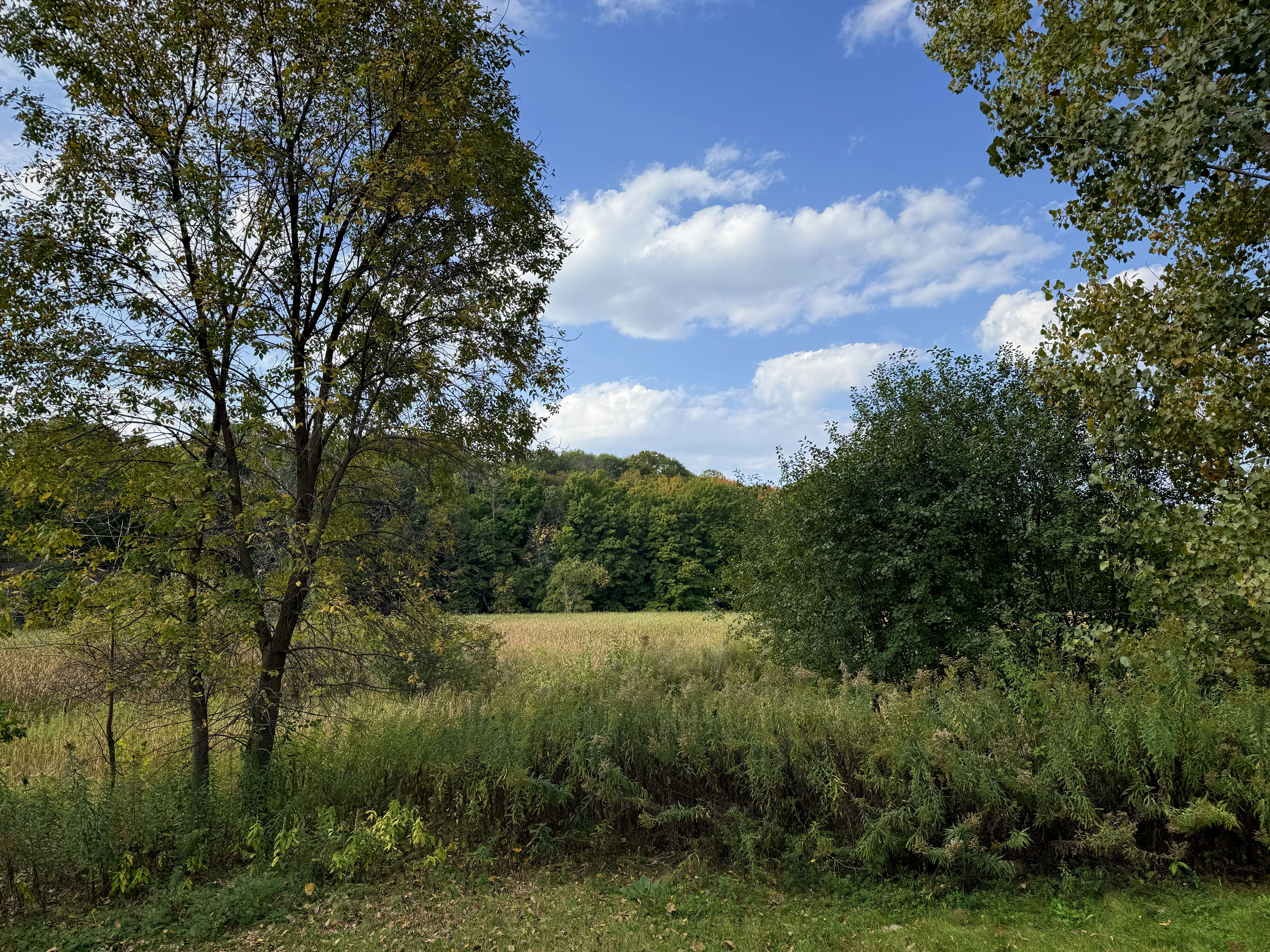 A scenic view of a field surrounded by trees, with a bright blue sky and fluffy white clouds. The foliage shows signs of autumn, with hints of color in the trees.