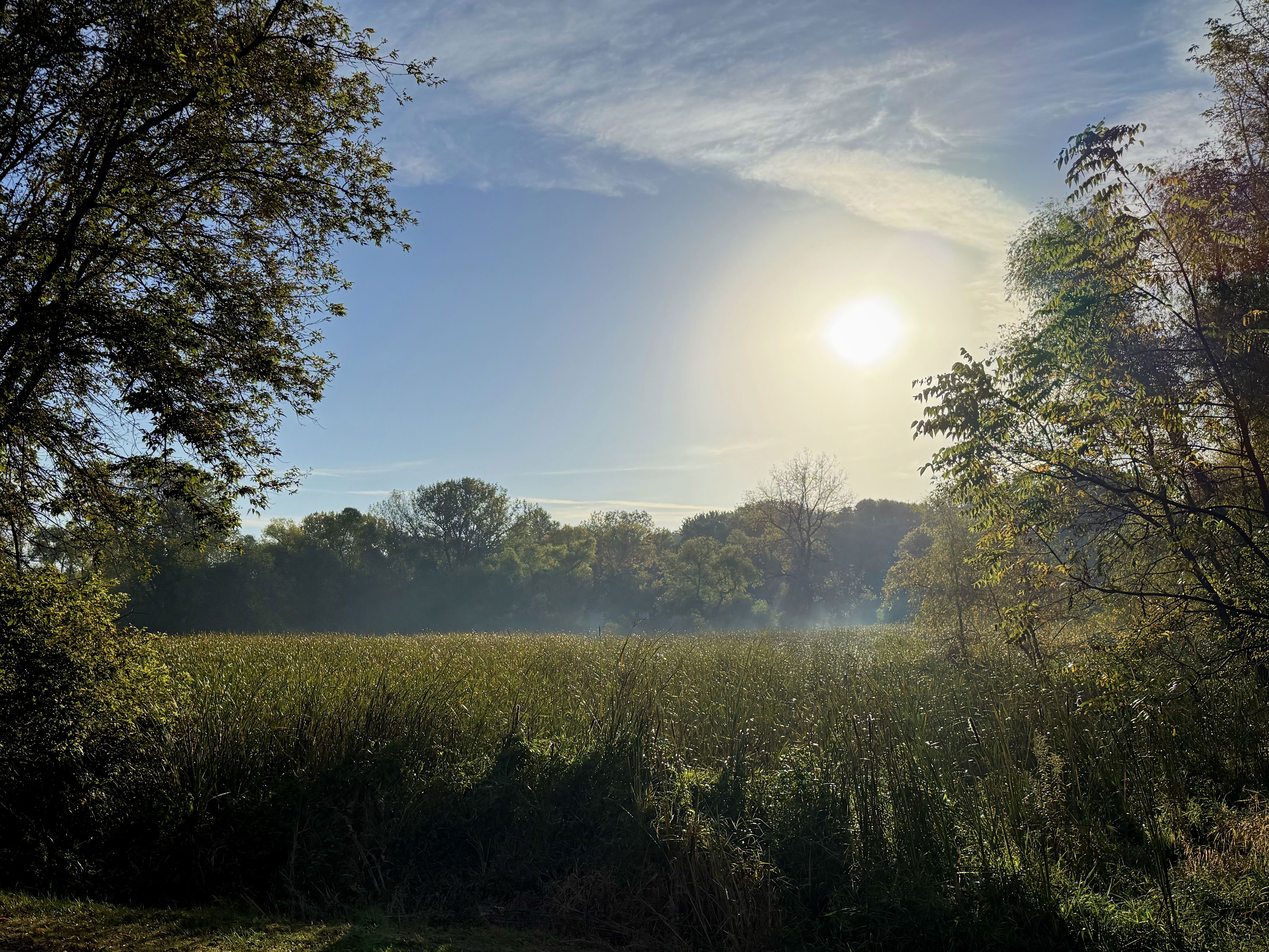 A serene landscape featuring a field of tall grass, illuminated by the warm glow of the rising sun. Trees frame the scene on either side, and a light mist hovers above the field, under a clear blue sky.