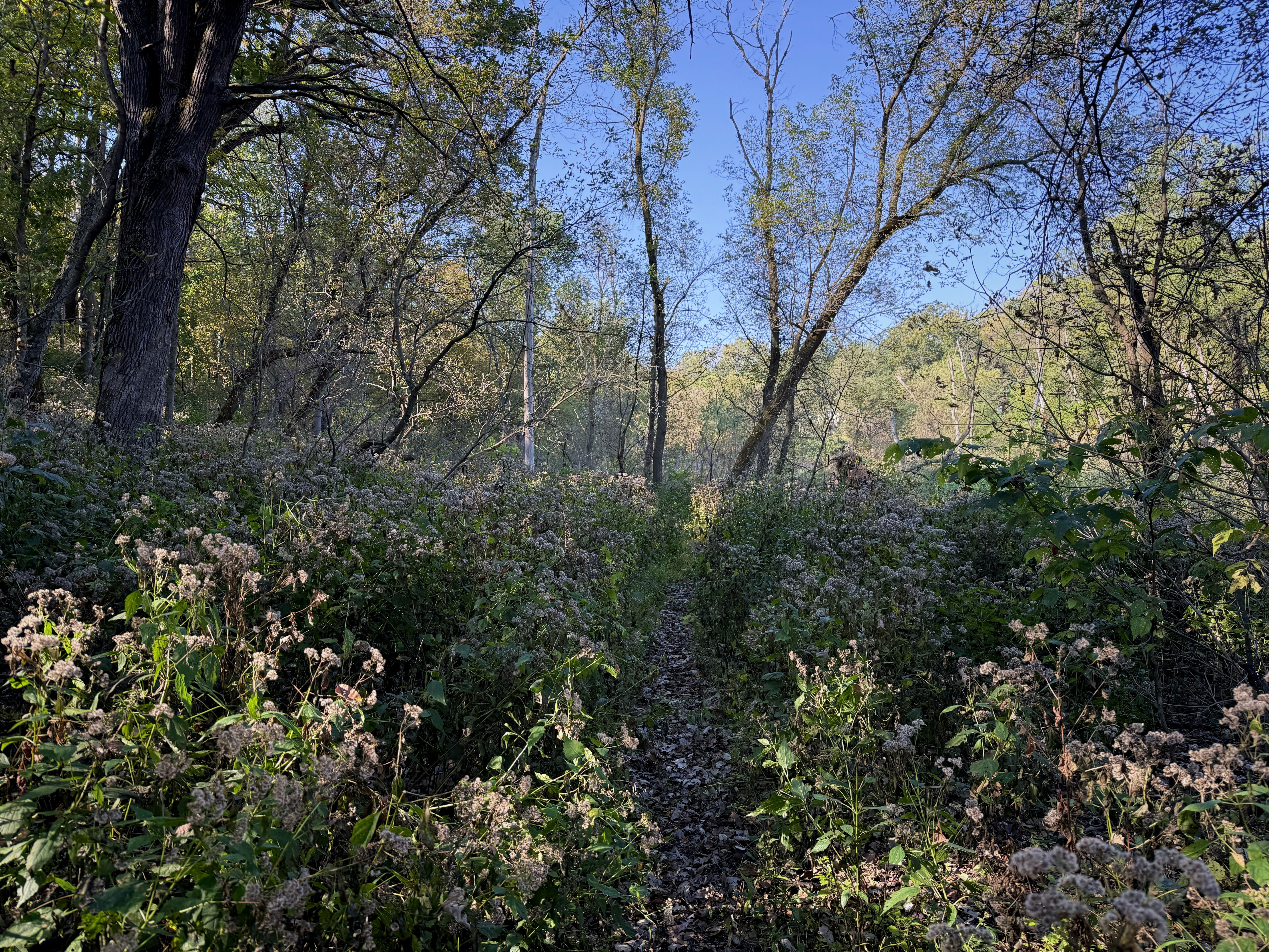 A narrow, winding trail through a lush, green wooded area, surrounded by tall trees and blooming wildflowers under a clear blue sky.