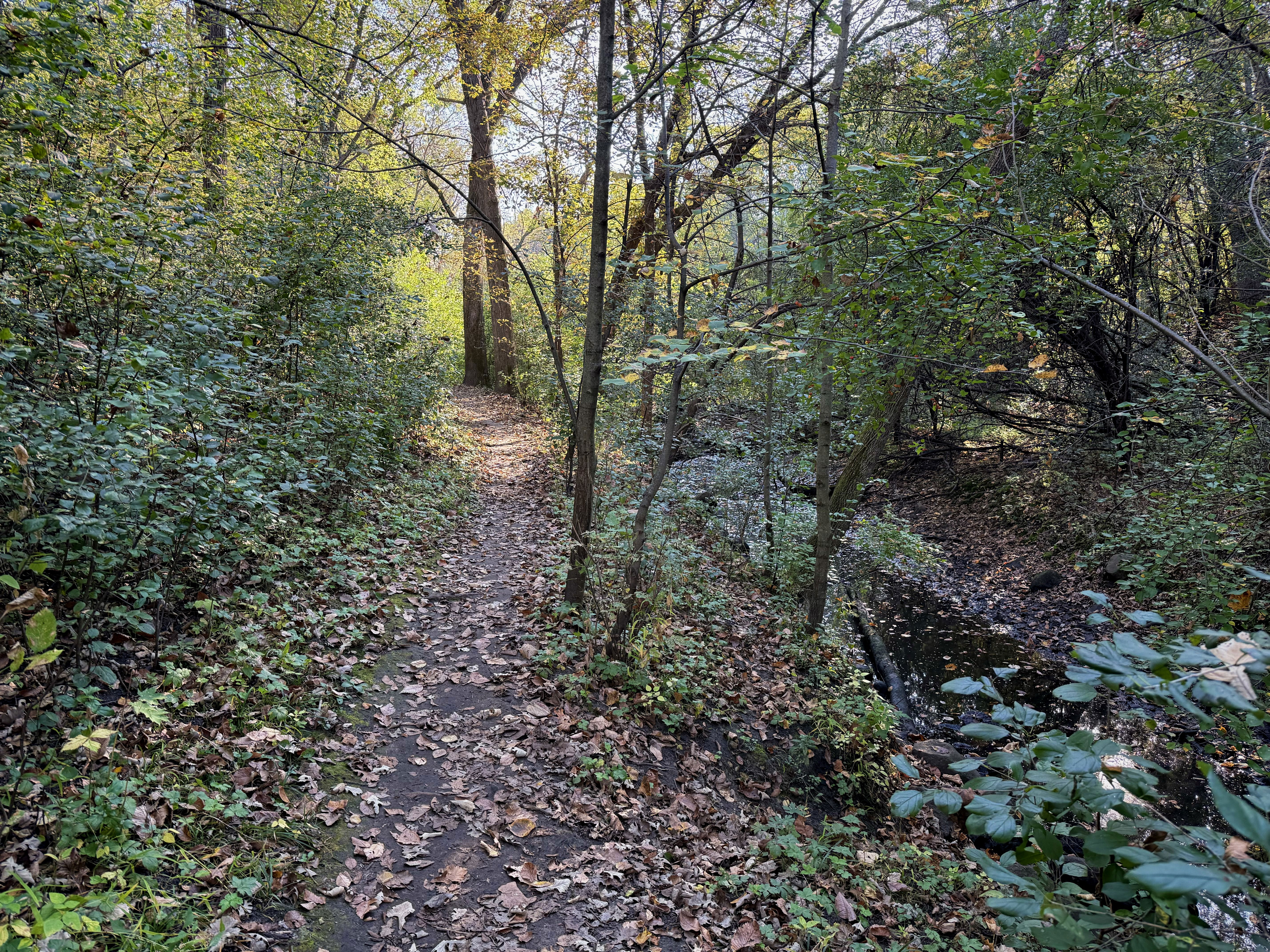A narrow winding path through a forested area, surrounded by green bushes and trees, with fallen leaves covering the ground. Sunlight filters through the branches, illuminating parts of the trail and the creek to the side.