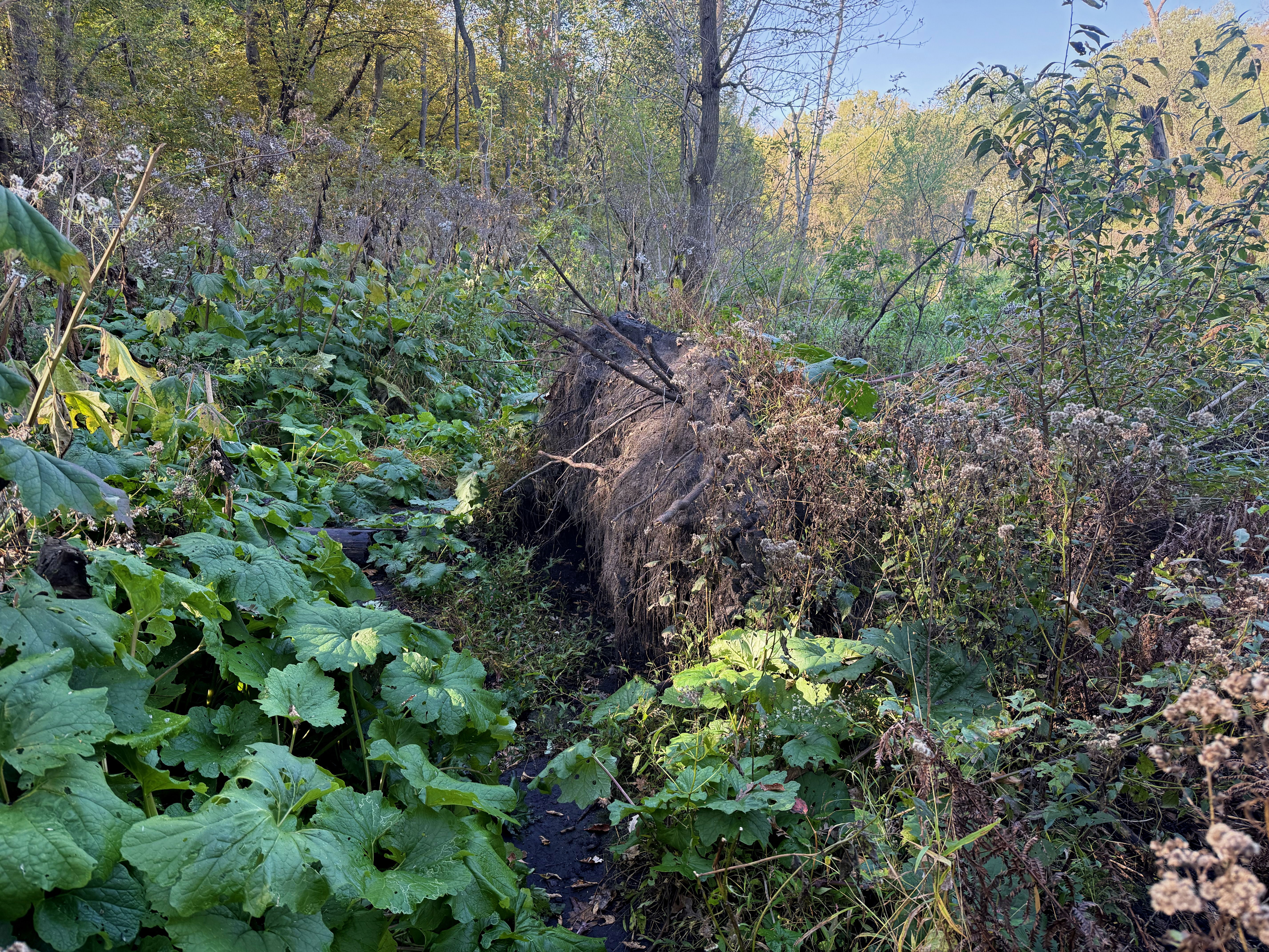 A dense path through a lush, green area with large leaves, wildflowers, and scattered weeds, surrounded by trees and underbrush.
