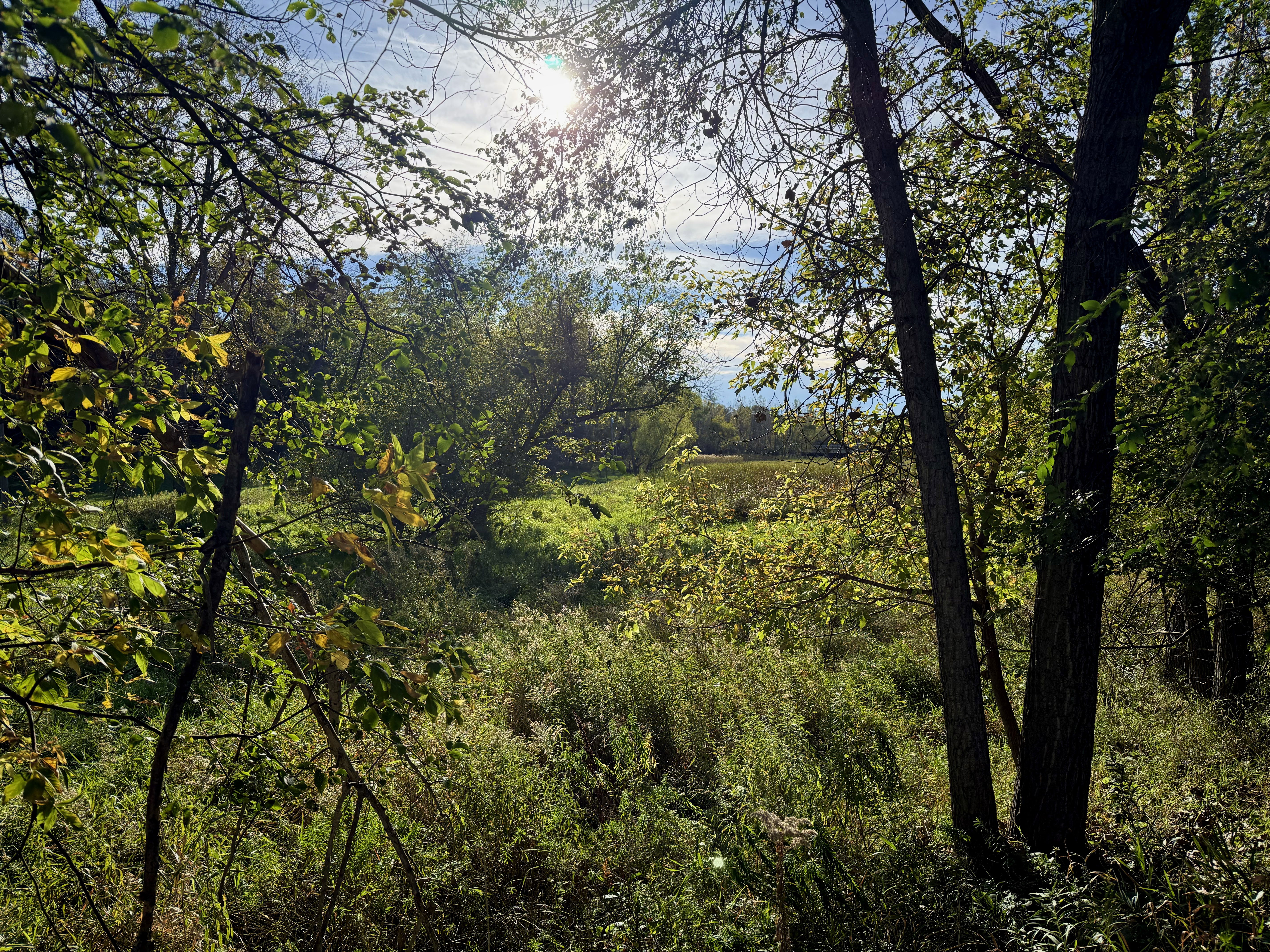A sunlit forest scene featuring green foliage, trees, and a grassy area, with blue skies and clouds in the background.