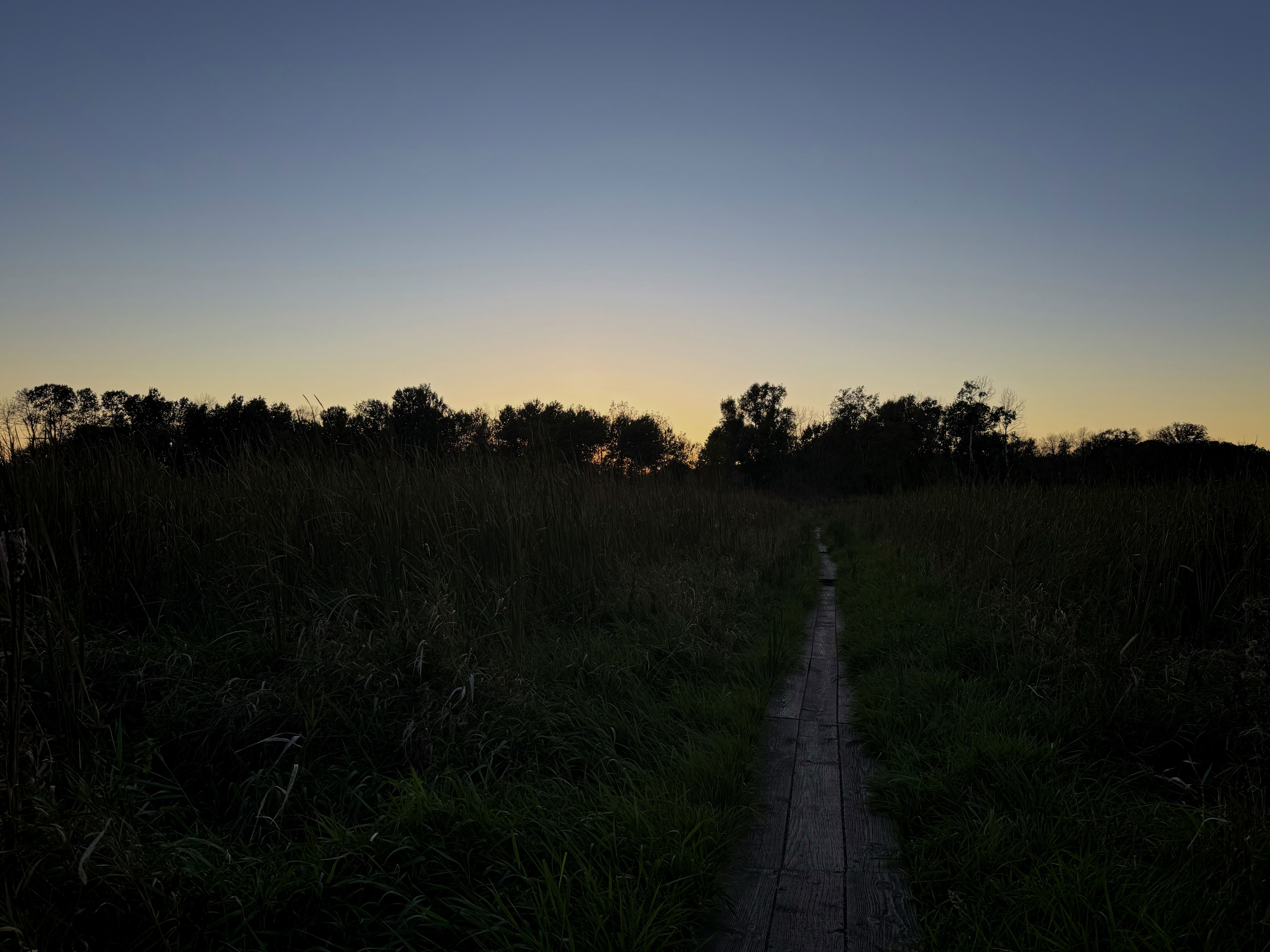 A wooden path winds through tall grasses, leading towards a sunset sky with hues of orange and blue. Silhouettes of trees are visible in the background.