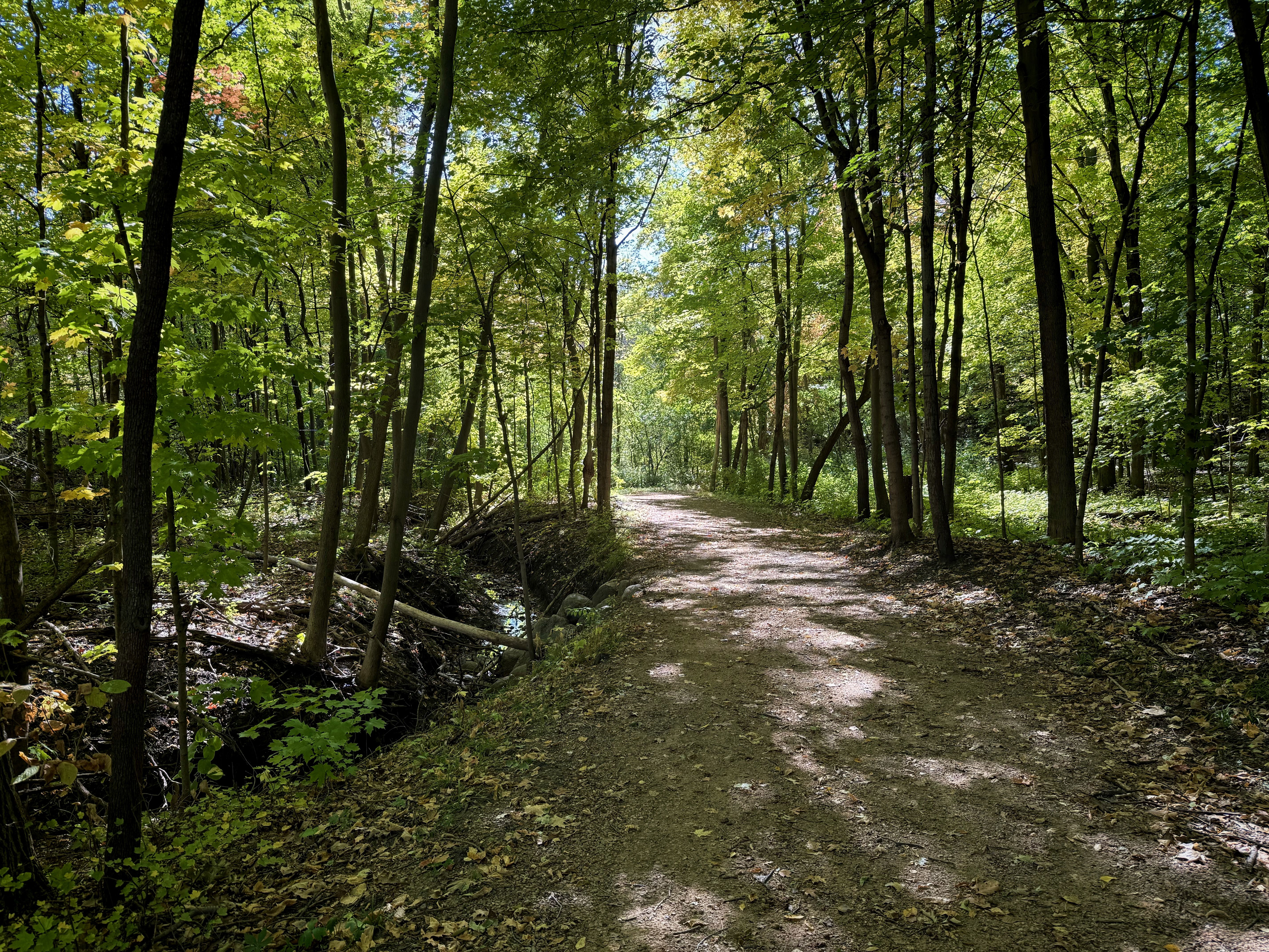 A sunlit dirt path winding through a dense forest with green and yellow foliage. Trees line both sides, casting dappled shadows on the ground. A small creek can be seen on the left.