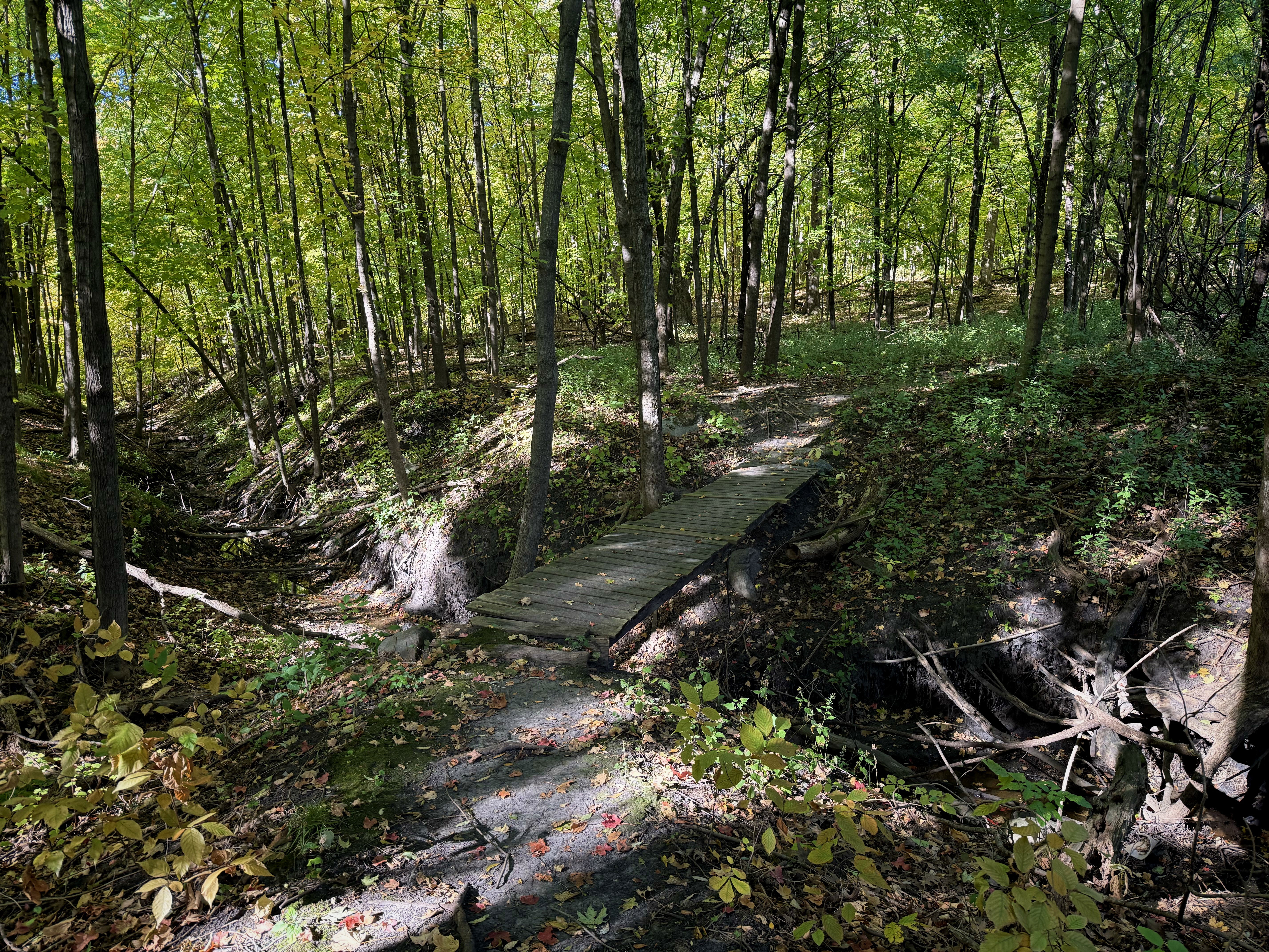 A wooden bridge crosses a small, dry creek in a lush forest with vibrant green foliage and a few scattered autumn leaves on the ground.