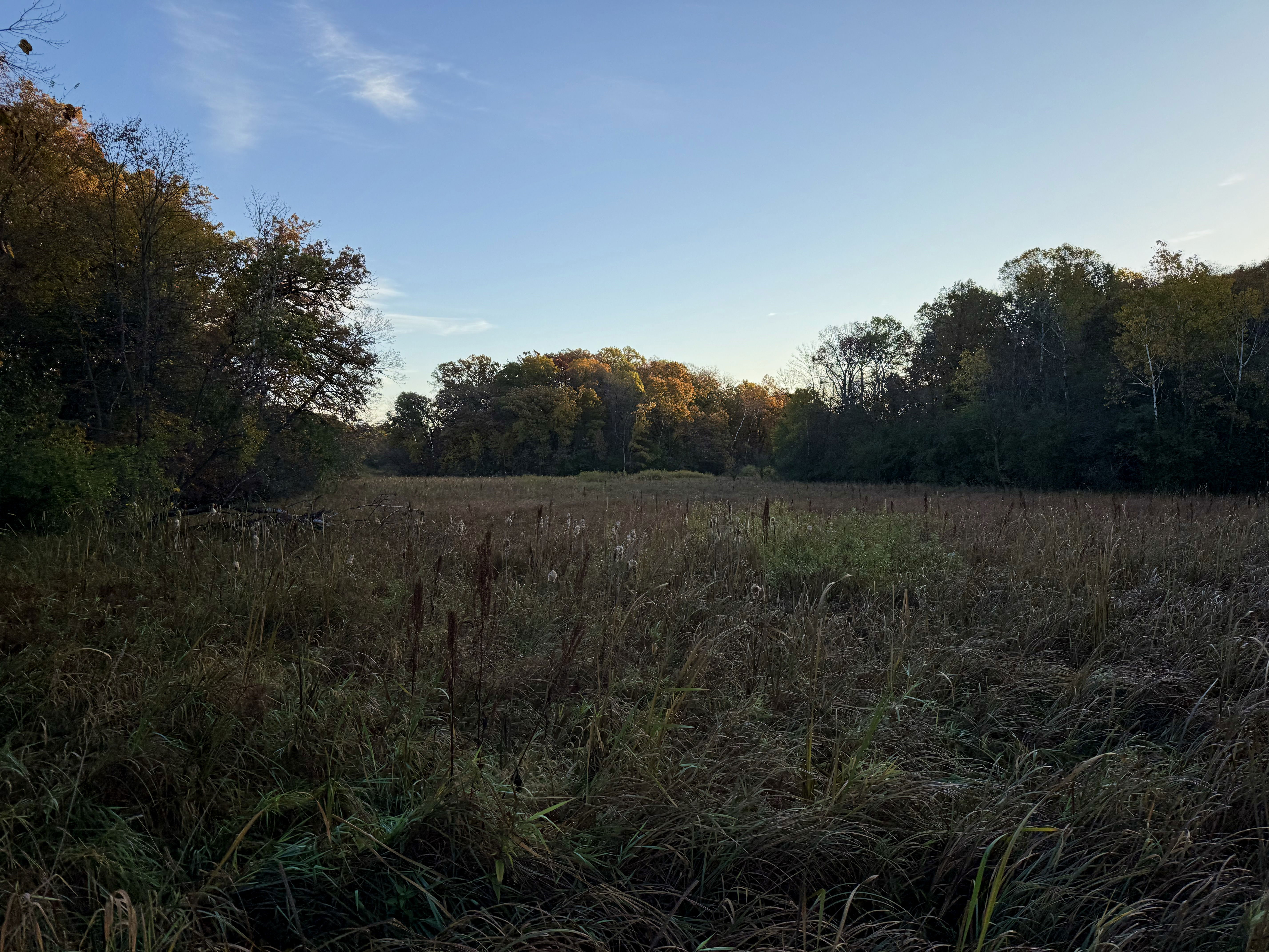 A serene landscape featuring a grassy field surrounded by trees in autumn colors under a clear blue sky.