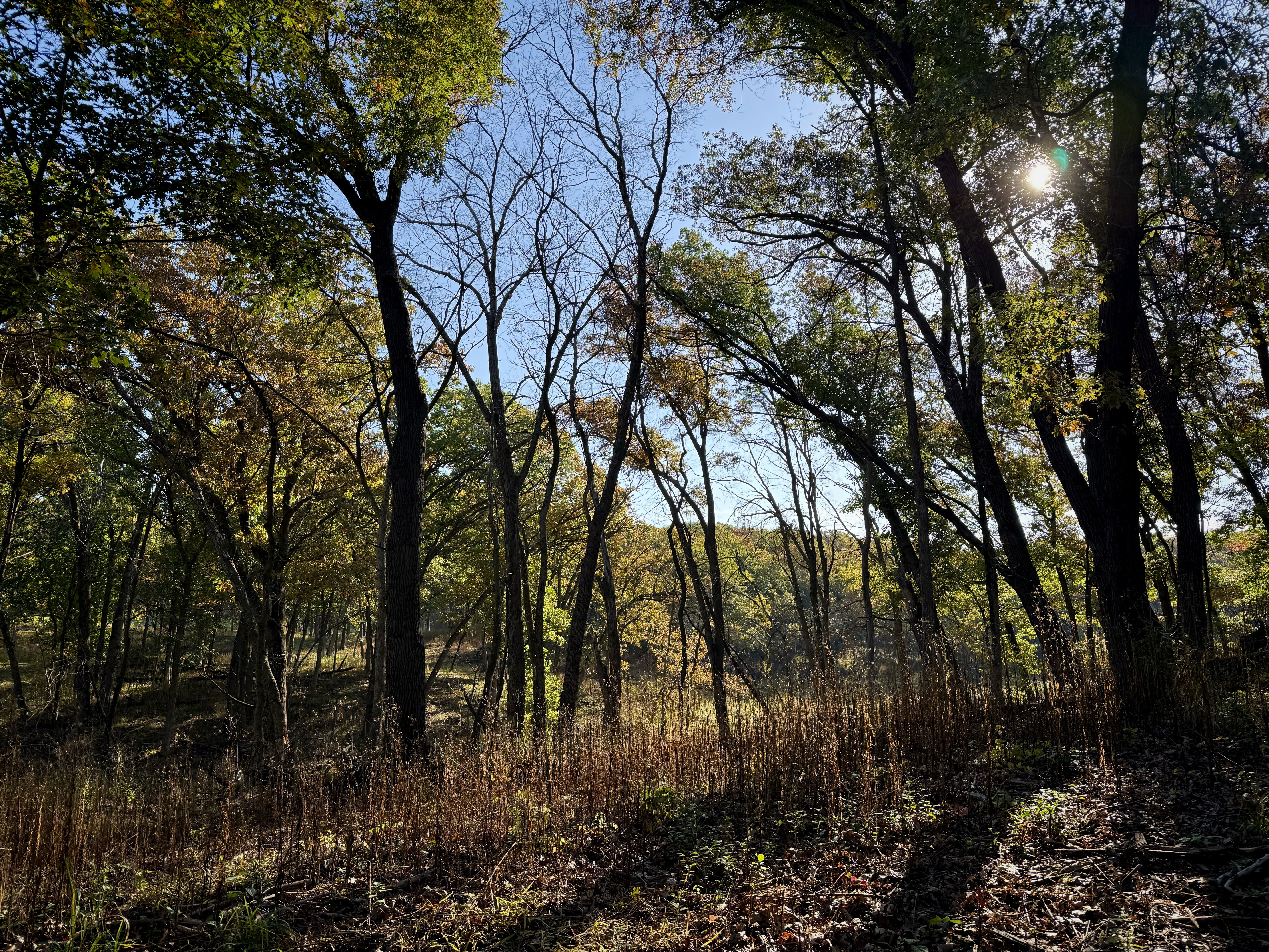 A serene forest scene featuring tall trees with a mix of green leaves and bare branches, under a clear blue sky. Sunlight filters through the trees, illuminating the forest floor with patches of light and shadow.