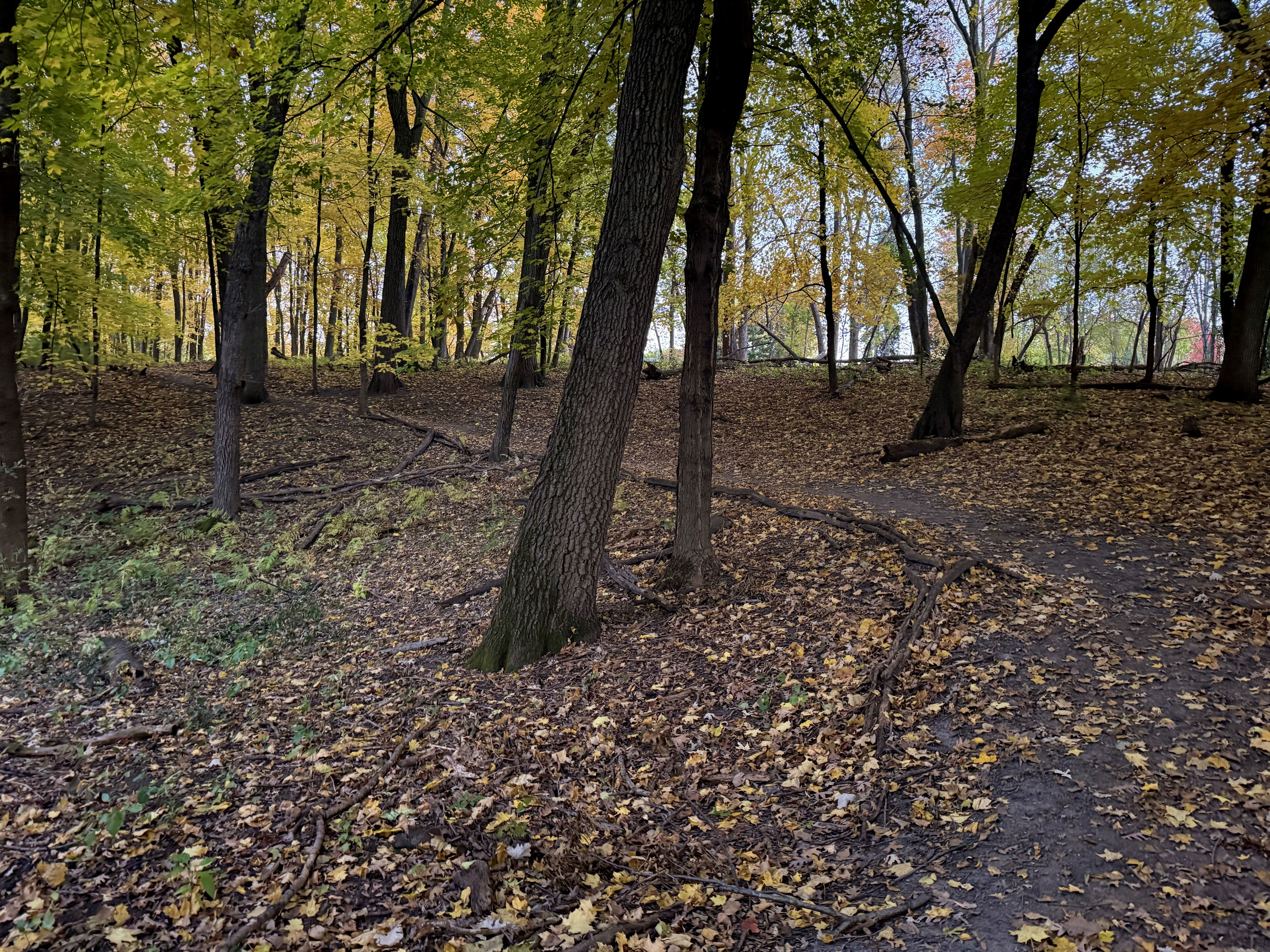 A forest scene in autumn, featuring trees with vibrant yellow leaves and a carpet of fallen leaves on the ground. A dirt path winds through the landscape, leading into the woods.