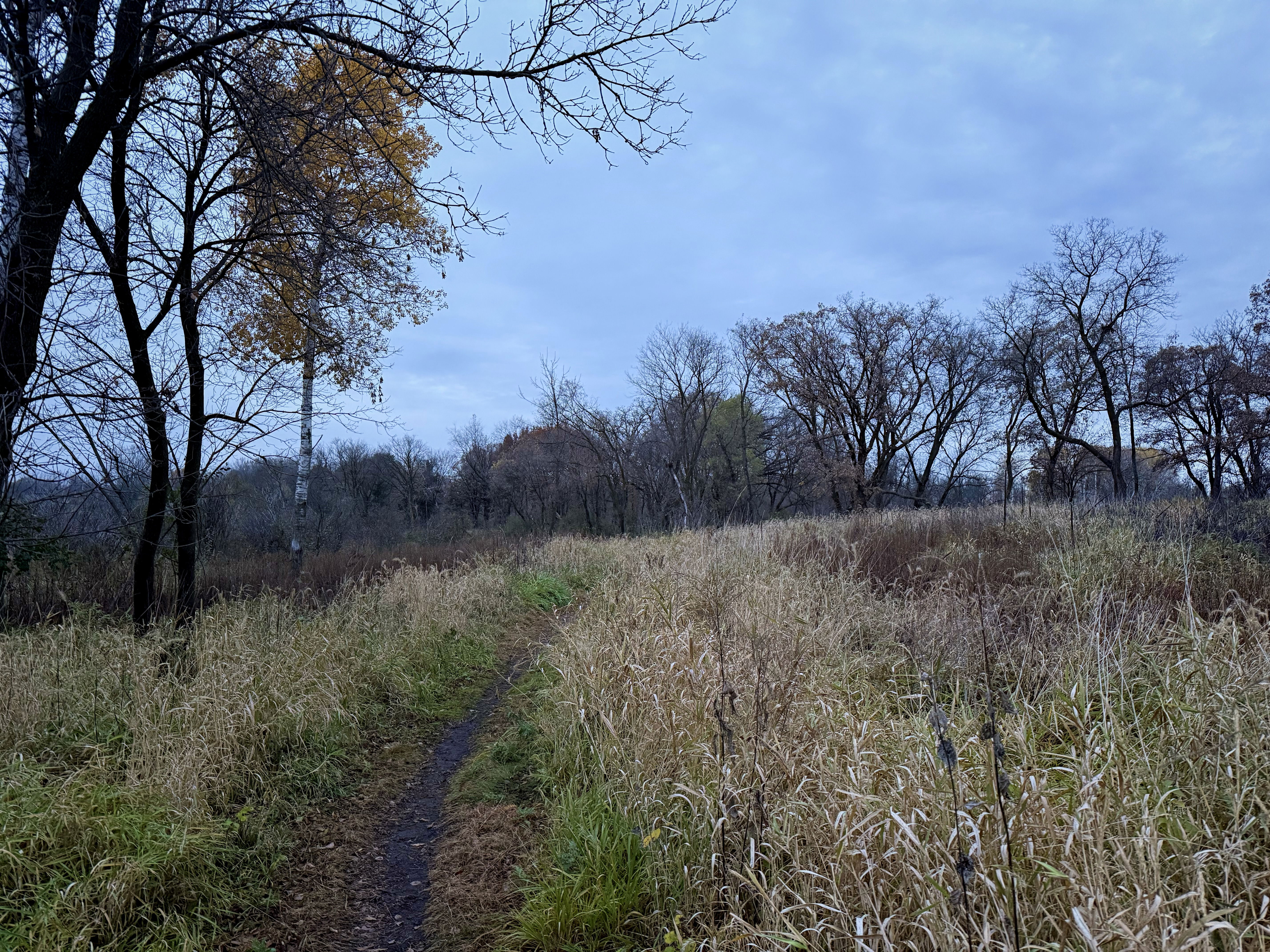 A winding dirt path leads through a field of tall grass, with bare trees and a few yellowing leaves visible in the background under a cloudy sky.