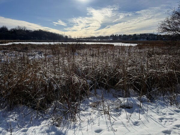 I like how in this picture the grass is even frozen since it is that cold.