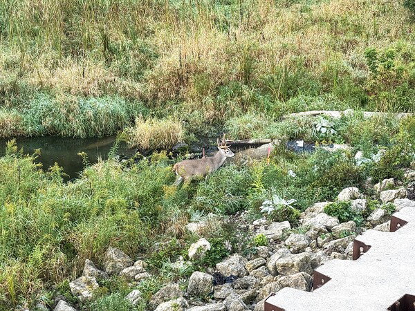 Hi friend 👋🦌… just passing through