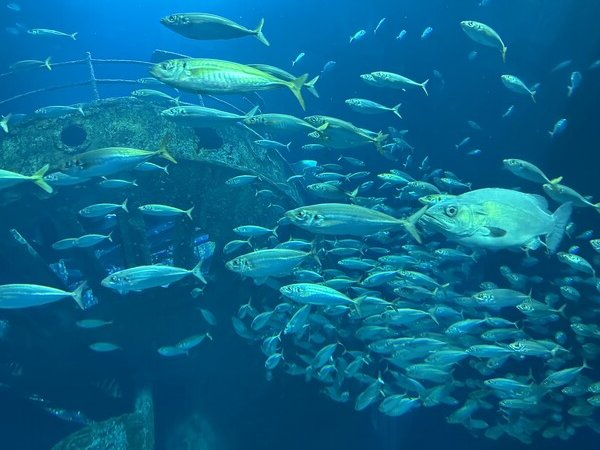 Lots of fish in an aquarium.