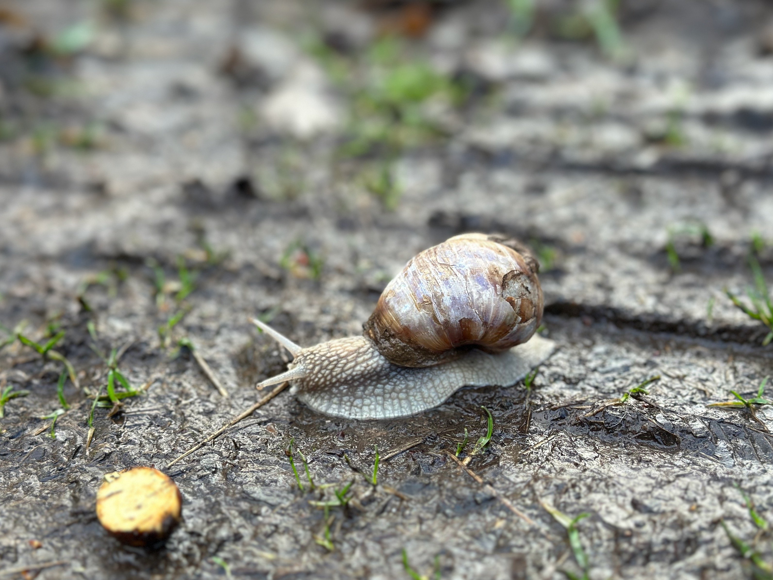 A case snail on a forest path.