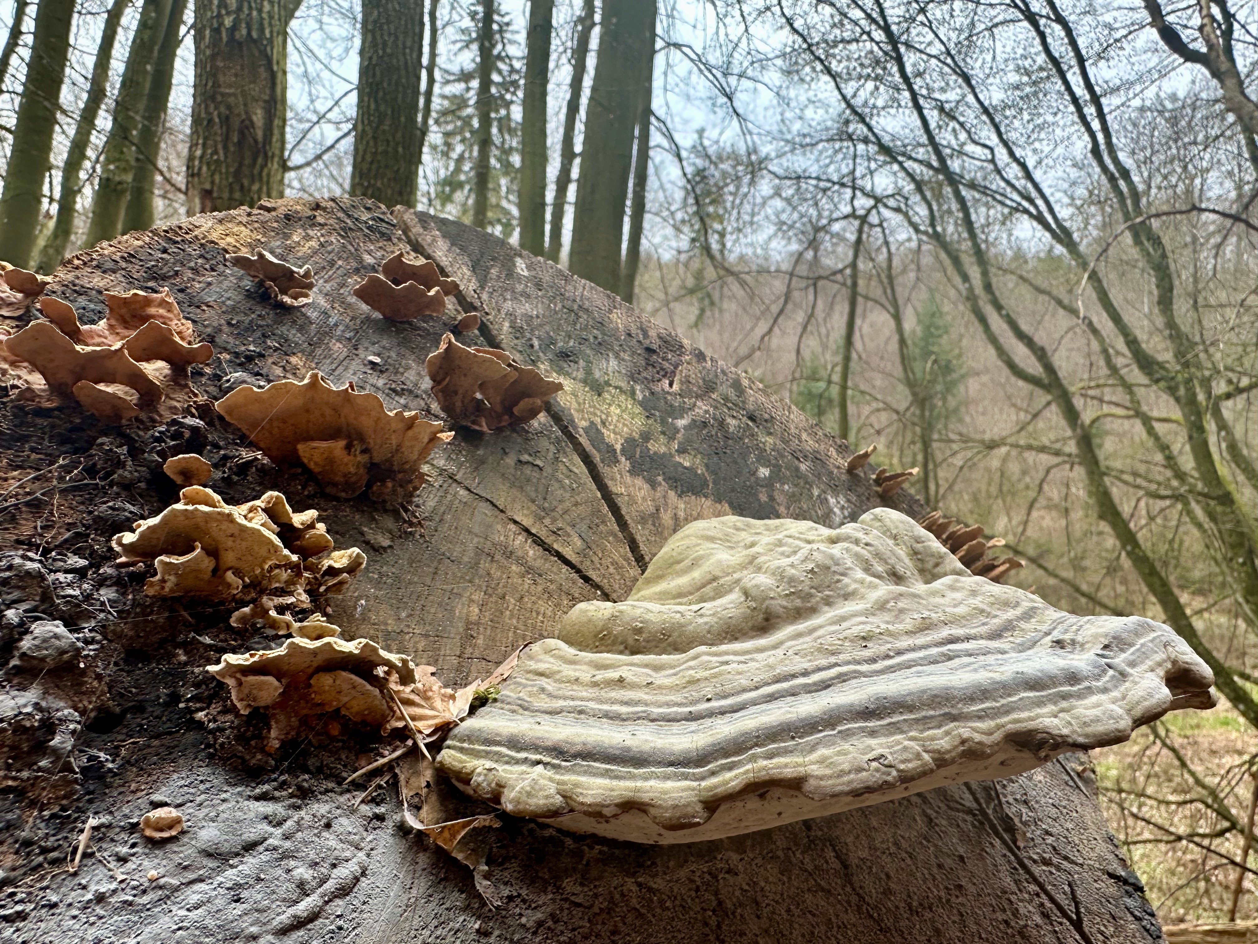 A tree fungus, probably a Trametes sp., on a tree stump in the forest.