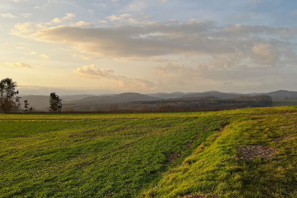 green landscape (field)