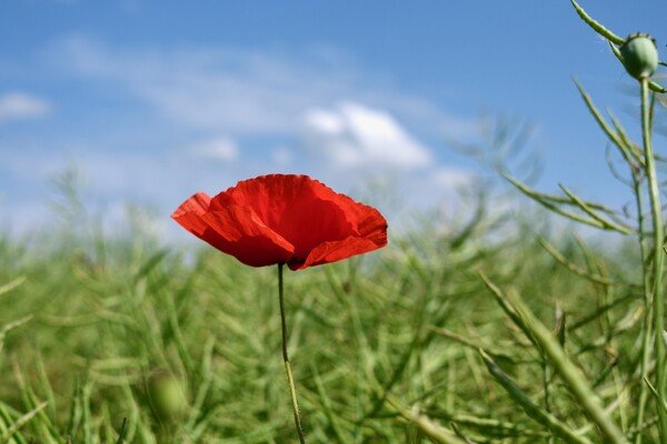 Centered, a single, beautiful, red poppy in a field.