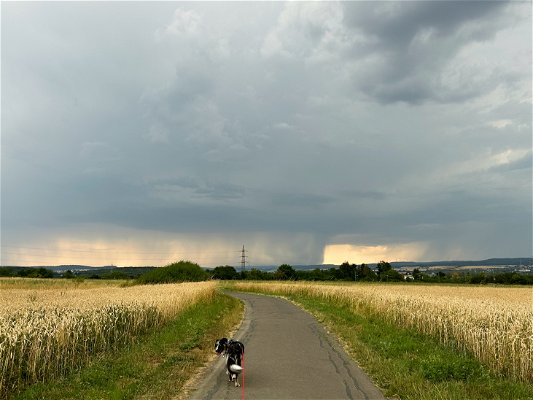 In the center a dog on a dirt road, right and left grain fields; in the background a thunderstorm front.