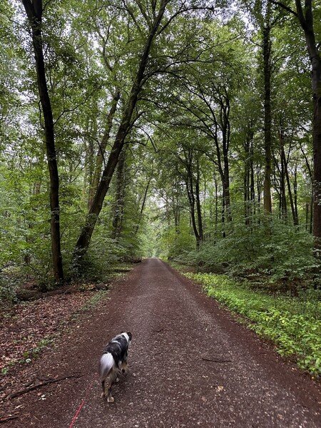 Ein Waldweg in der Mitte Richtung Horizont. Rechts und links Bäume. Vorne ein Hund von hinten zu sehen.