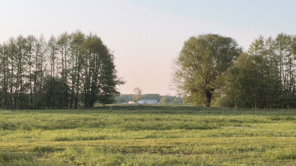 Eine Baumreihe auf einer umzäunten Weide. Durch eine breite Lücke zwischen den Bäumen ist in der Entfernung ein Bauernhof sichtbar.